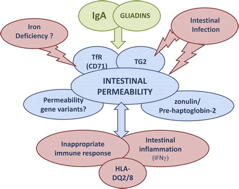 what should be tested for intestinal permeability|increased intestinal permeability symptoms.